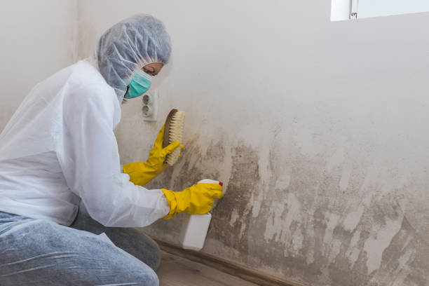 Certified Mold Removal in Lima, PA