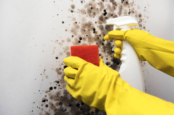 Best Residential Mold Removal  in Lima, PA