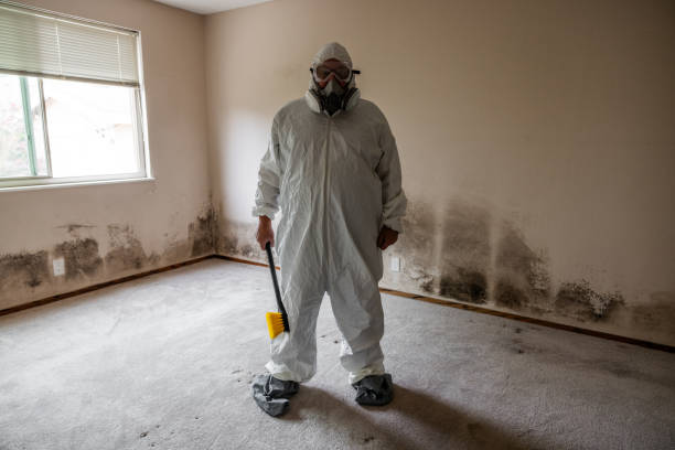 Attic Mold Removal in Lima, PA